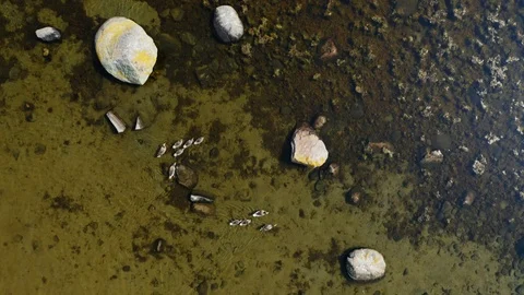 Mallards swimming Stock Footage 109475288