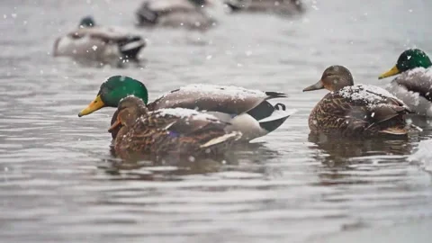 Mallards swimming in a snow storm. Stock Footage 329889782