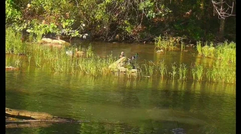 Mallards swimming on stream Stock Footage 570497