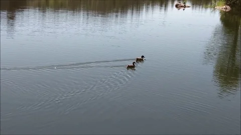 Mallards Swimming1 스톡 동영상 90870125