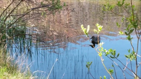 Mallards Swimming2 스톡 동영상 90870479