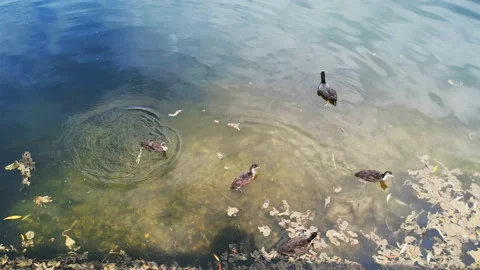 Mallards swims on the lake Stock Footage 155798312
