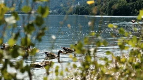 Mallards Taking Off  Ducks In The lake, Flying Stock Footage 93992305