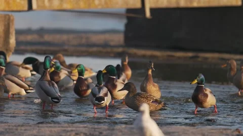 Mallards walk and stand in shallow water near concrete edge warm light high Video stock 324803239