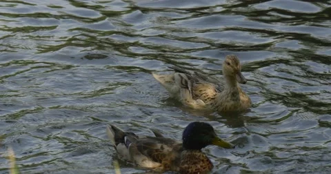 Mallards, Wild Ducks, Floating in The Pond, Pushes Stock Footage 51717600