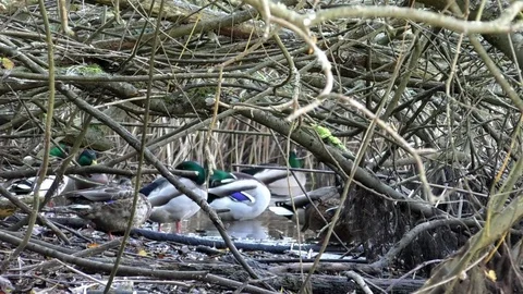 Mallards (wild ducks) hiding in the underbrush, sleeping, preening and drinking Stock Footage 81457145