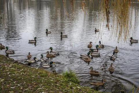 Mallards on a willow-lined pond Stock Photos