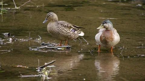 MallardsRiver2 Video stock 6489480