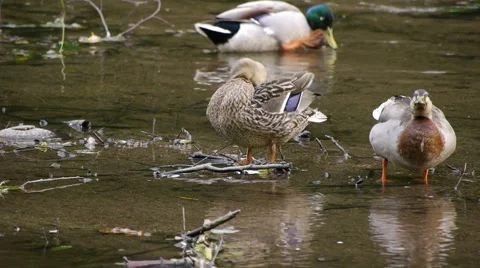 MallardsRiver3 스톡 동영상 6488474