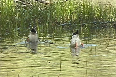 MallardsSwimmingEatingInPond2 Stock Footage