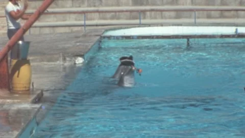 Mallorca - 1977: Trainer plays with a dolphin balancing a sombrero on its head Stock Footage 308714080