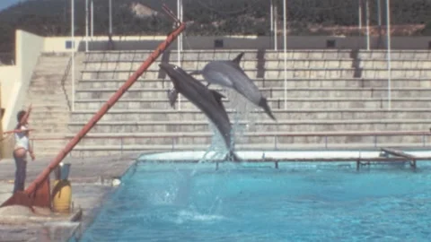 Mallorca - 1977: Two dolphins jump synchronously in a pool at Marineland park Stock Footage 308714102