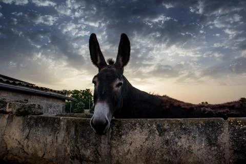 Mallorca Donkey Sunset Stock Photos