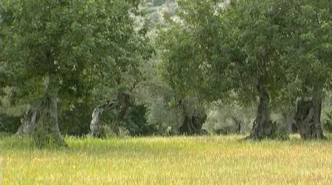 Mallorca nature Stock Footage 9961720