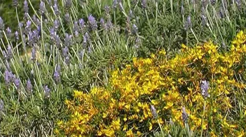 Mallorca nature Stock Footage 9964552