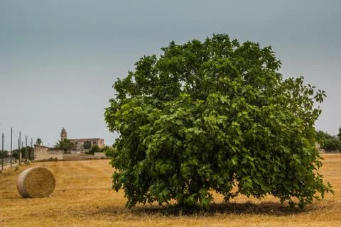 Mallorca Petra Fig Tree Stock Photos