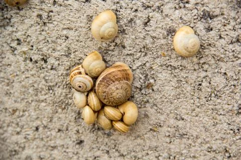 Mallorca Snails Stock Photos