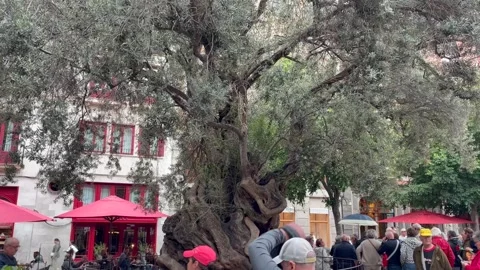 Mallorca, Spain - 1 April 2026: Giant olive tree in Majorca Stock Footage 337662914
