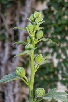 Mallow buds in spring Foto stock