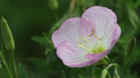 Mallow close-up Stock Footage 35658951