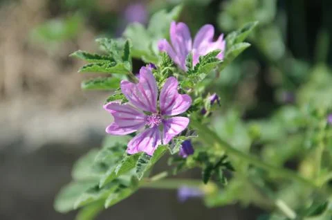 Mallow common Stock Photos