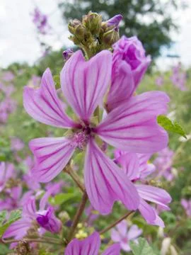 Mallow flower Stock Photos
