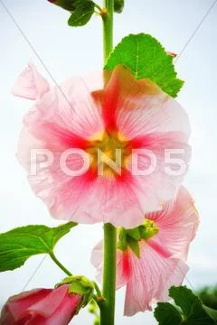 Mallow flower on stalk Stock Photos