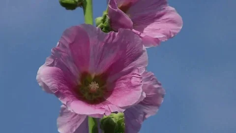 Mallow flower on the wind Stock Footage 69101610