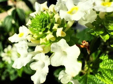 Mallow flowers in macro Stock Photos