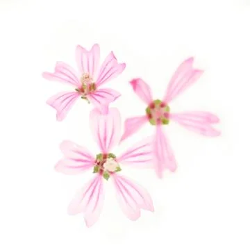 Mallow flowers (malva sp.) Stock Illustration