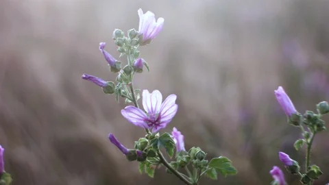 Mallow flowers in a meadow with a nice backlight (malva sylvestris) Video stock 129171295