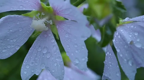 Mallow 스톡 동영상 25184480