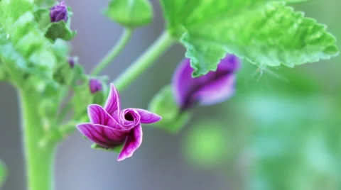 Mallow longstanding Vídeos de archivo 55633301