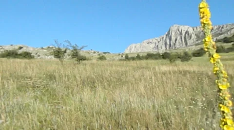 Mallow on the mountain Видео 27603056