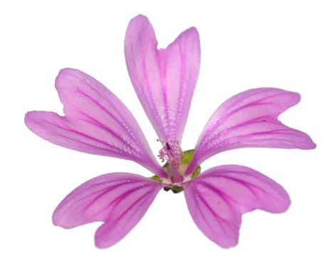 Mallow Stock Photos