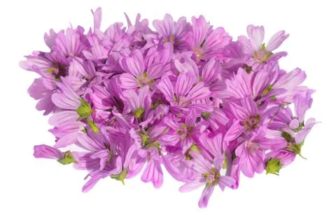 Mallow Stock Photos