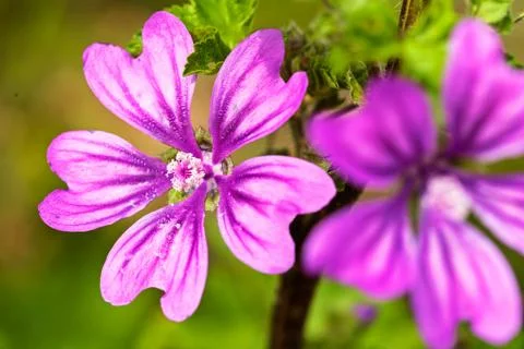 Mallow Foto stock gratuite