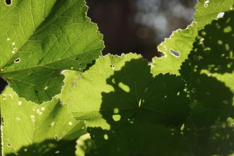 Mallow plant leaf Foto stock