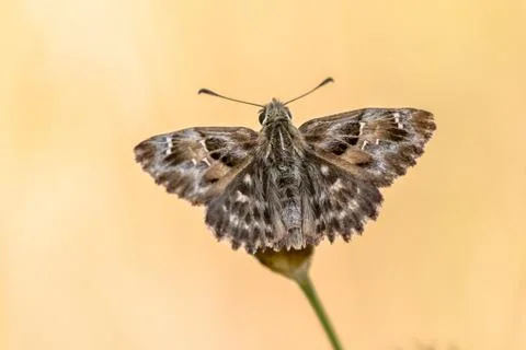 Mallow skipper butterfly Foto stock