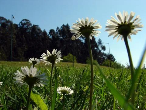 Malmequeres - Daisies Stock Photos