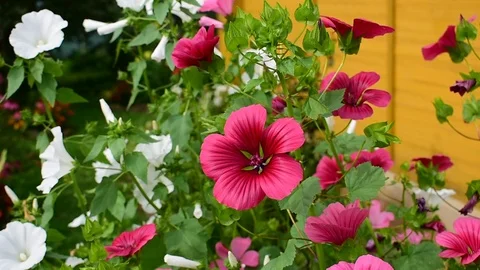 Malopa against the background of the wall Stock Footage 115105867