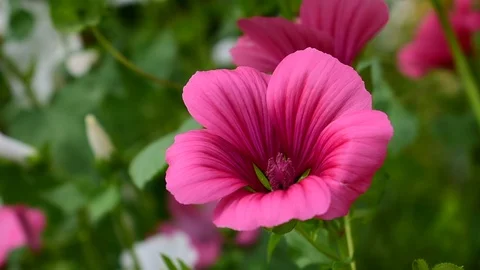 Malopa close-up Video stock 115106227