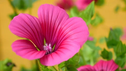 Malopa on a yellow background Stock Footage 115106207