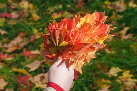 Malpe leaves in hands in fall park Stock Photos