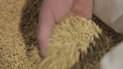 Malt in bags for brewing Stock Footage 80636543