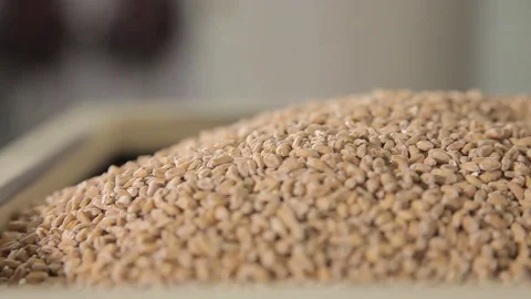 Malt in bags for brewing Stock Footage 80637090