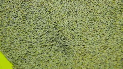 Malt for Breweries (ground) Stock Footage 42572680