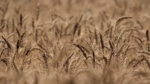 Malt close up Stock Footage 154840031
