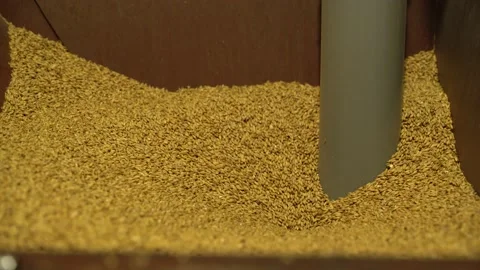 MALT FUNNELING DOWN INTO GRINDER DURING BEER BREWING PROCESS IN A BREWERY Stock Footage 155647128