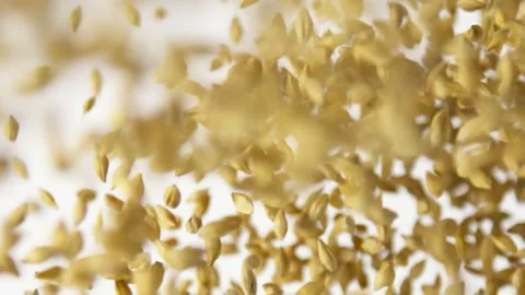 Malt grains fly up on the white background slow motion Video stock 148553636